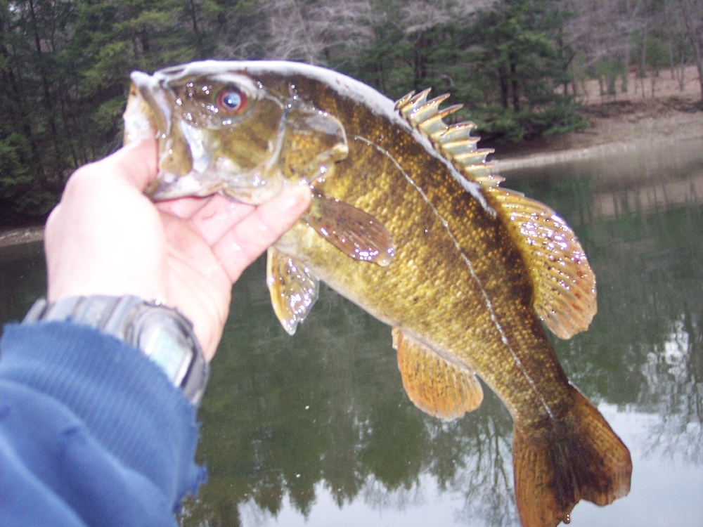 A tip to trie for the great smallmouth near Brockway