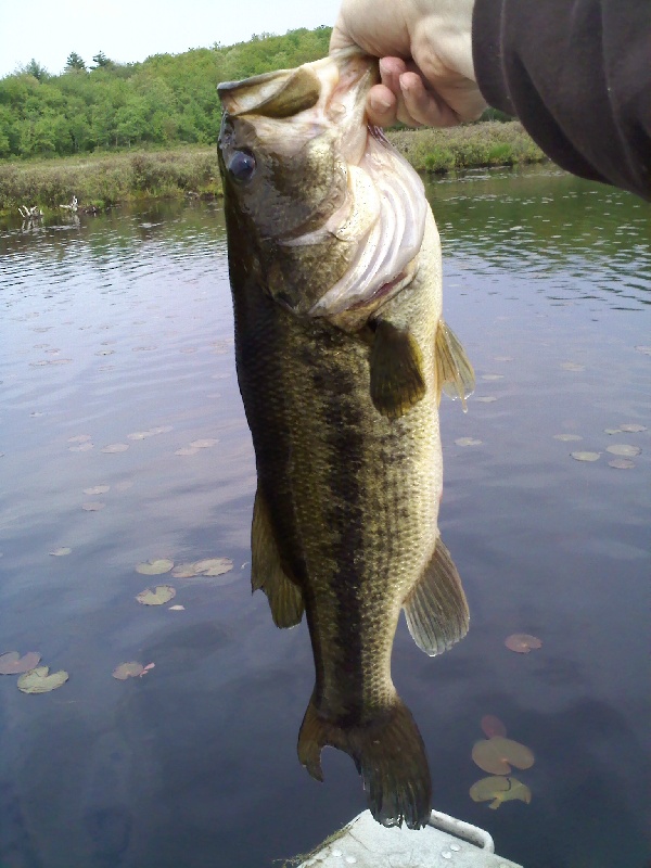 Ol' Gimpy Tail near Dingman Township