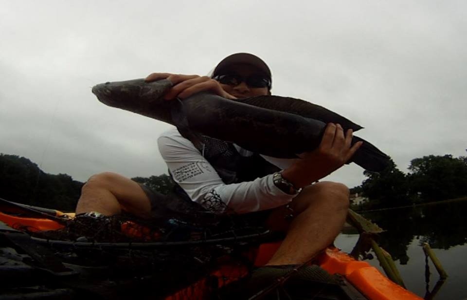 Snakeheads in Newton near Philadelphia