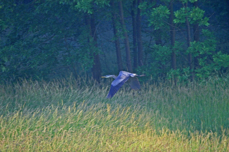 Great Blue Heron near Adamstown