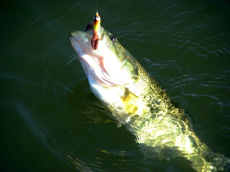 Towamencin Township fishing photo 2