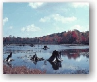 Black Moshannon Lake